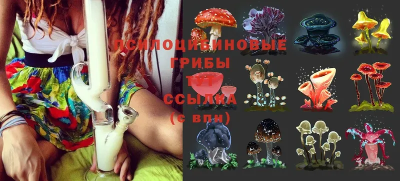 Галлюциногенные грибы Magic Shrooms  Каргат 